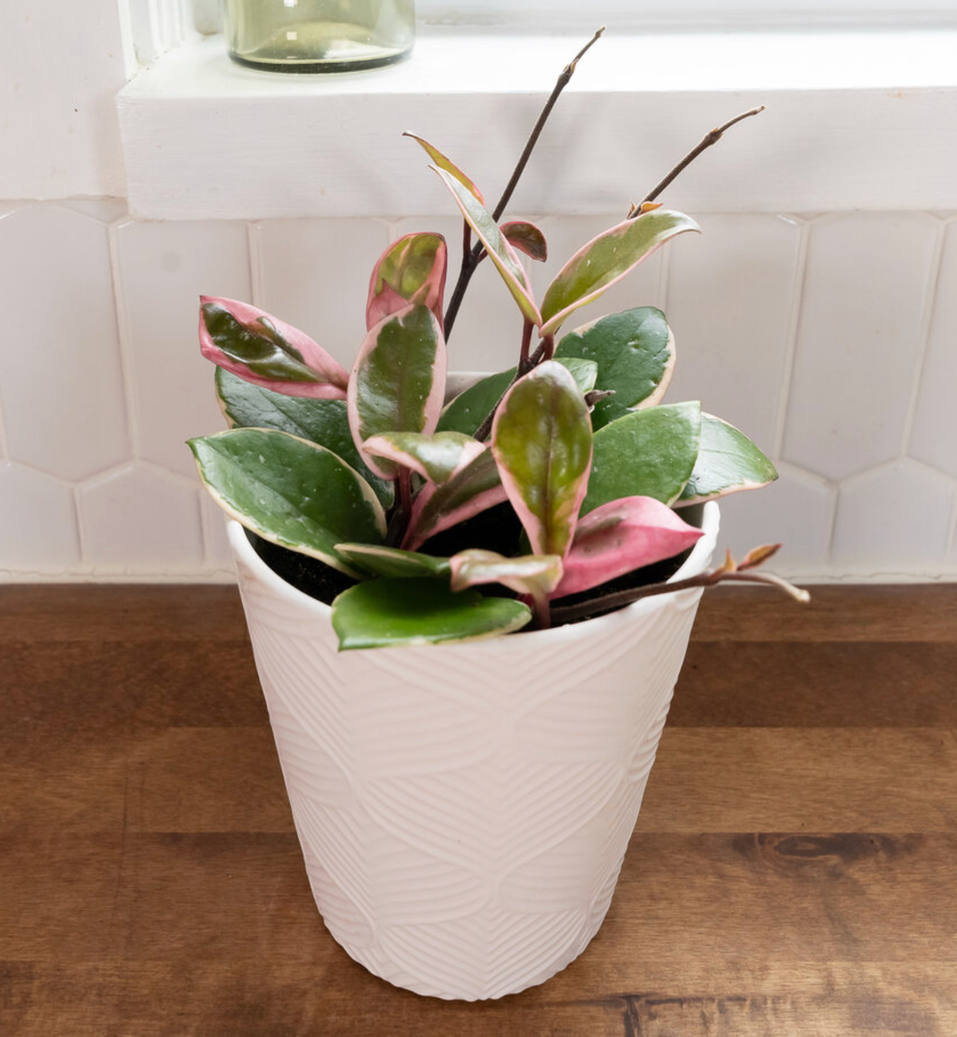 Endless Cascades™ Shining Sea Star™ Hoya carnosa, 93